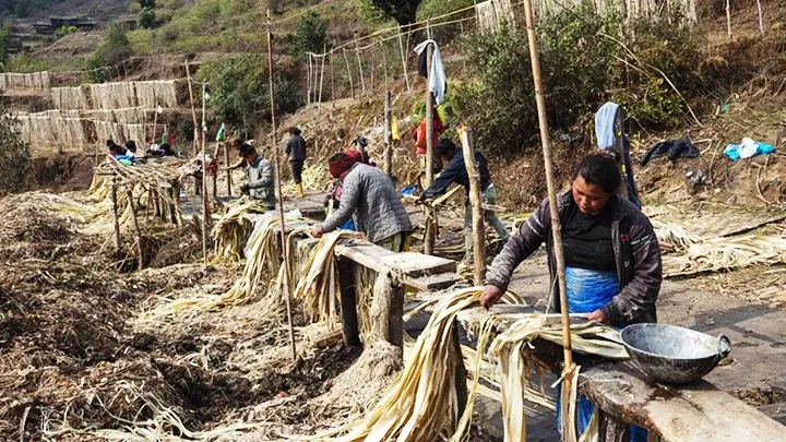 cây giấy nông dân